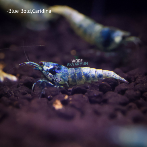 Caridina Karidesler